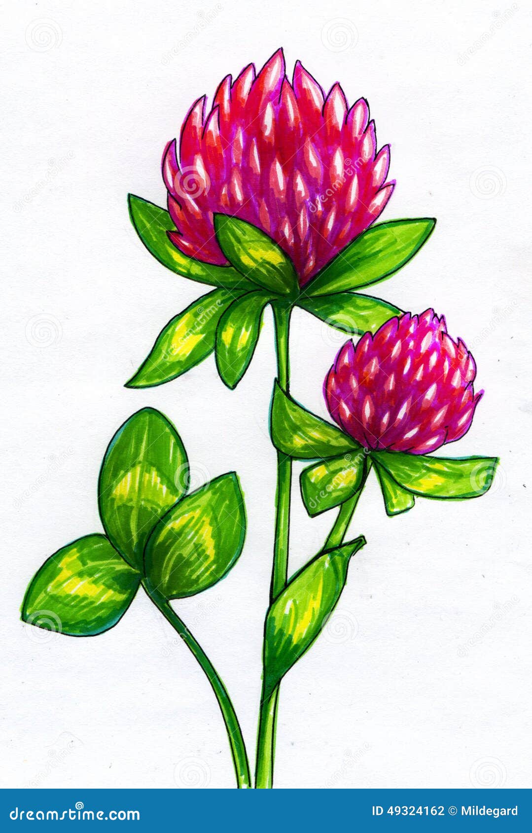 Drawing Of Clover Flowers Stock Illustration - Image: 49324162