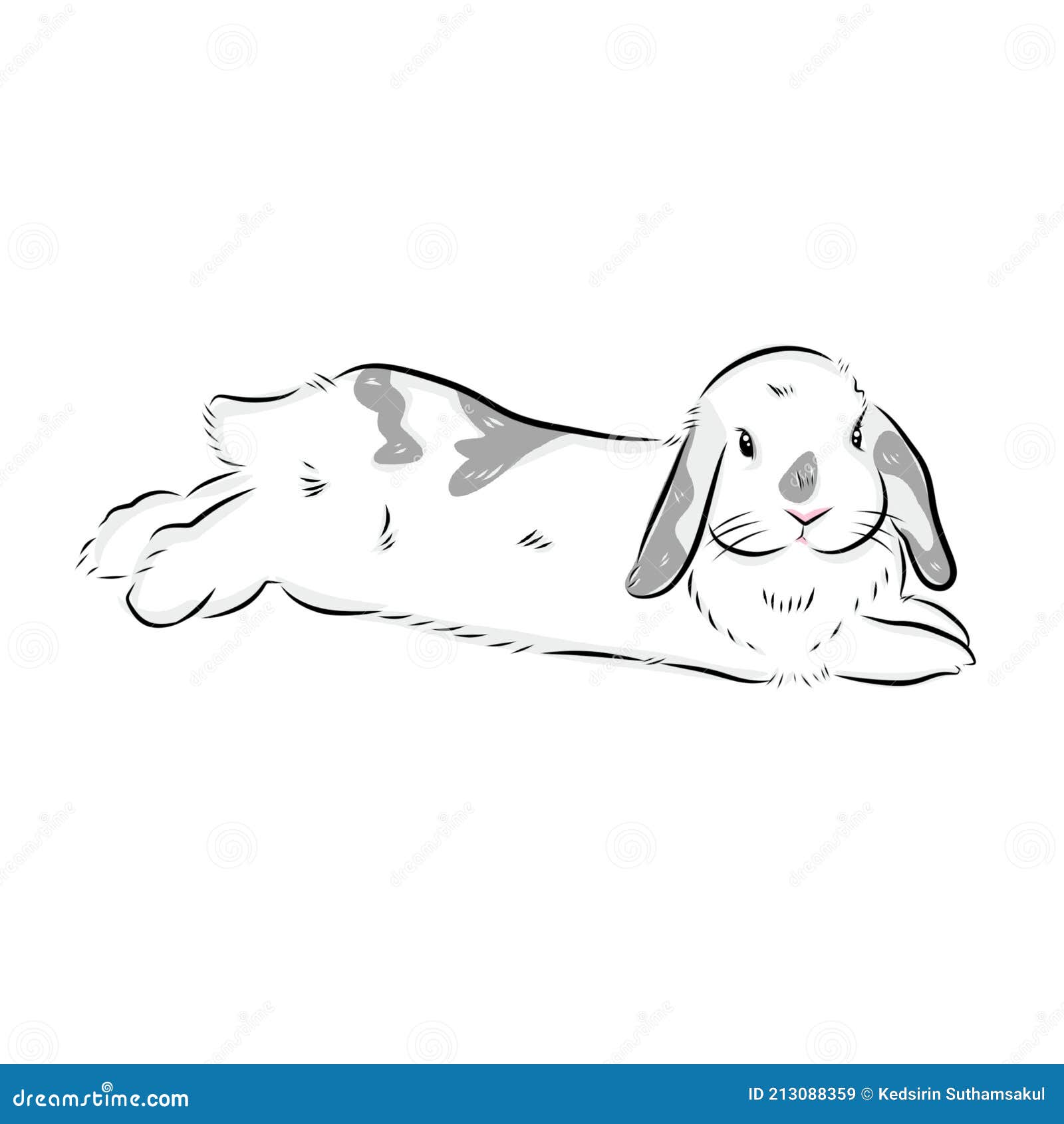 List 104+ Images how to draw a holland lop bunny Full HD, 2k, 4k