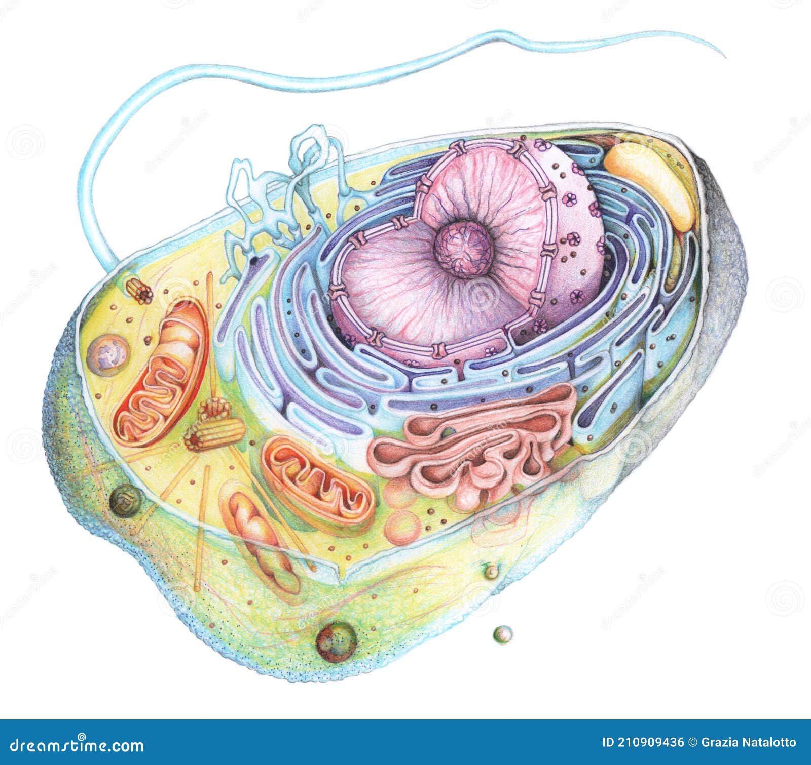 eukaryote cell section drawing
