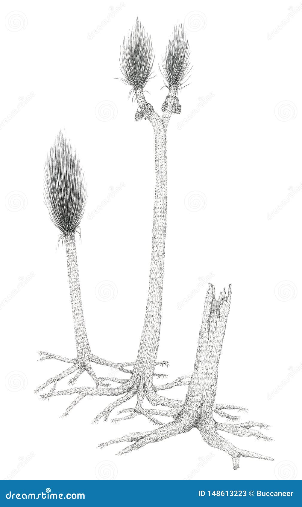 drawing of a extinct carboniferous tree-like plants sigillaria