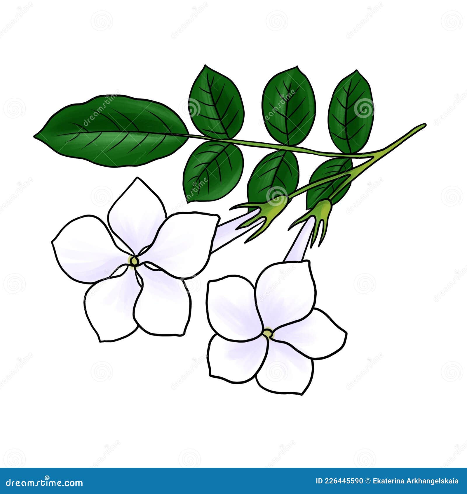 Drawing Flower of Jasmine Isolated at White Background Stock