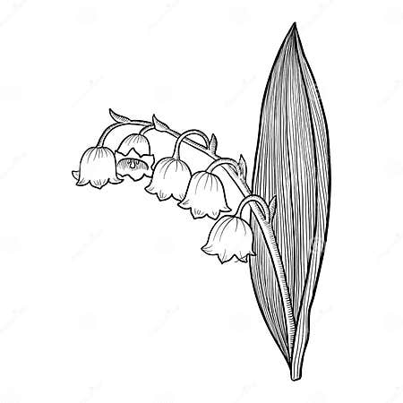 Drawing Flower of Lily of Valley Stock Vector - Illustration of herb ...