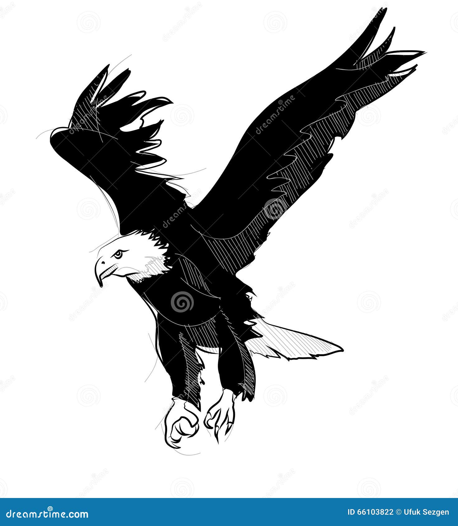 Drawing of Flying Bald Eagle Stock Illustration - Illustration of ...