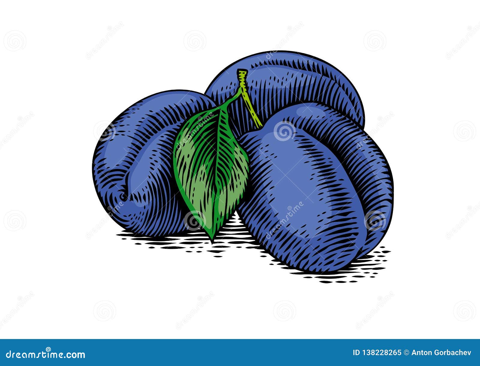Drawing of plums stock vector. Illustration of print 138228265