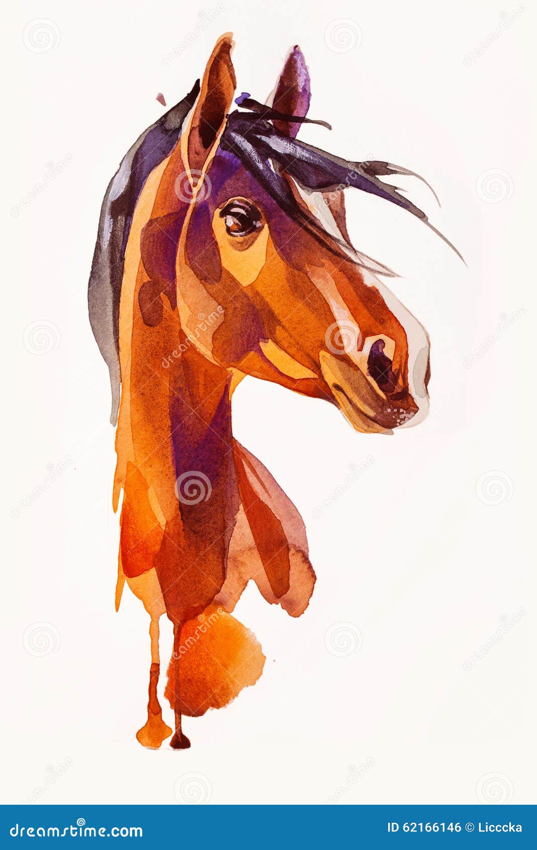 Horse Head Anatomy Drawing