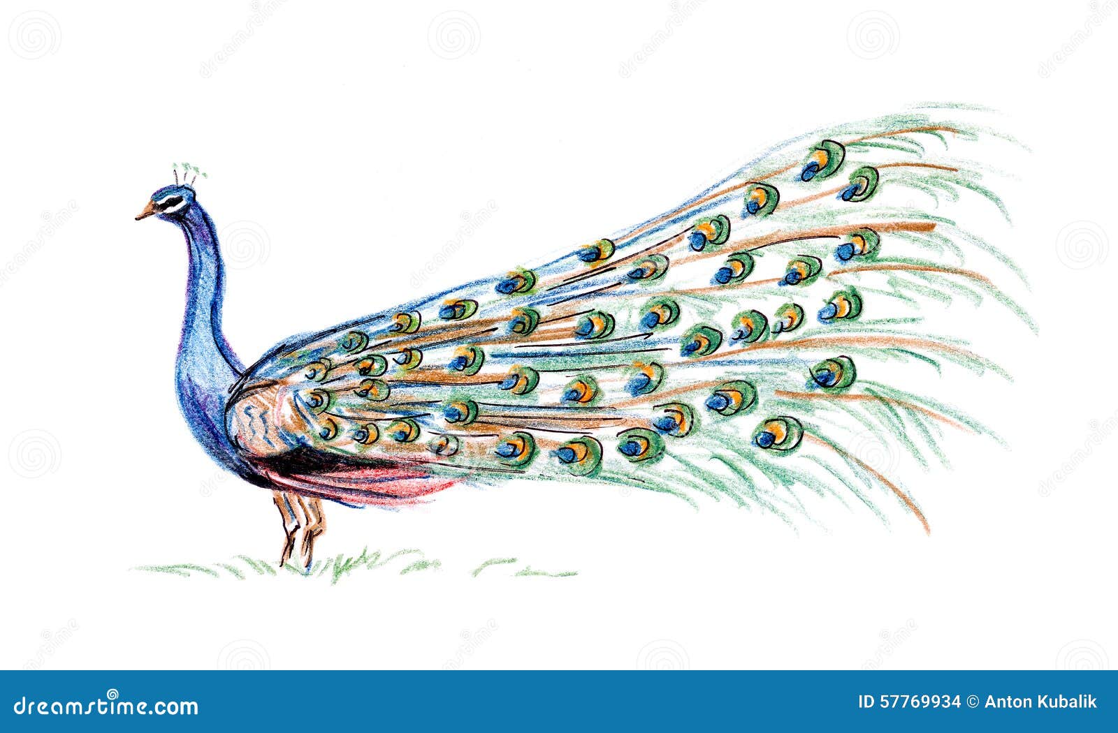 Peacock Sketch  Easy Step by Step Drawing  Peacock facts  Smail Jr