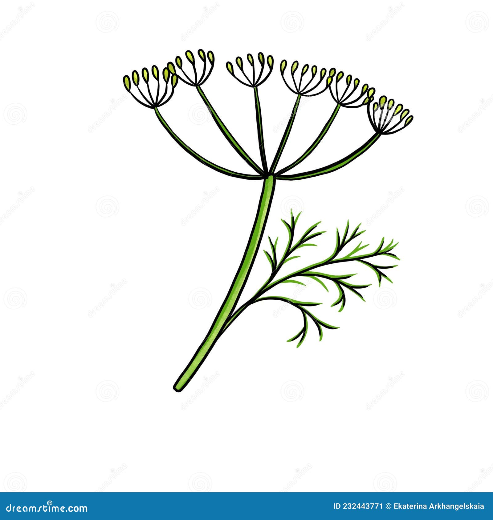 Drawing Plant of Dill Isolated at White Background Stock Illustration
