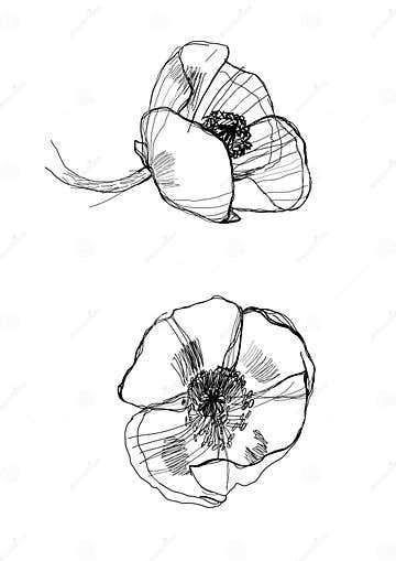 Drawing poppy stock vector. Illustration of monochrome - 14333260