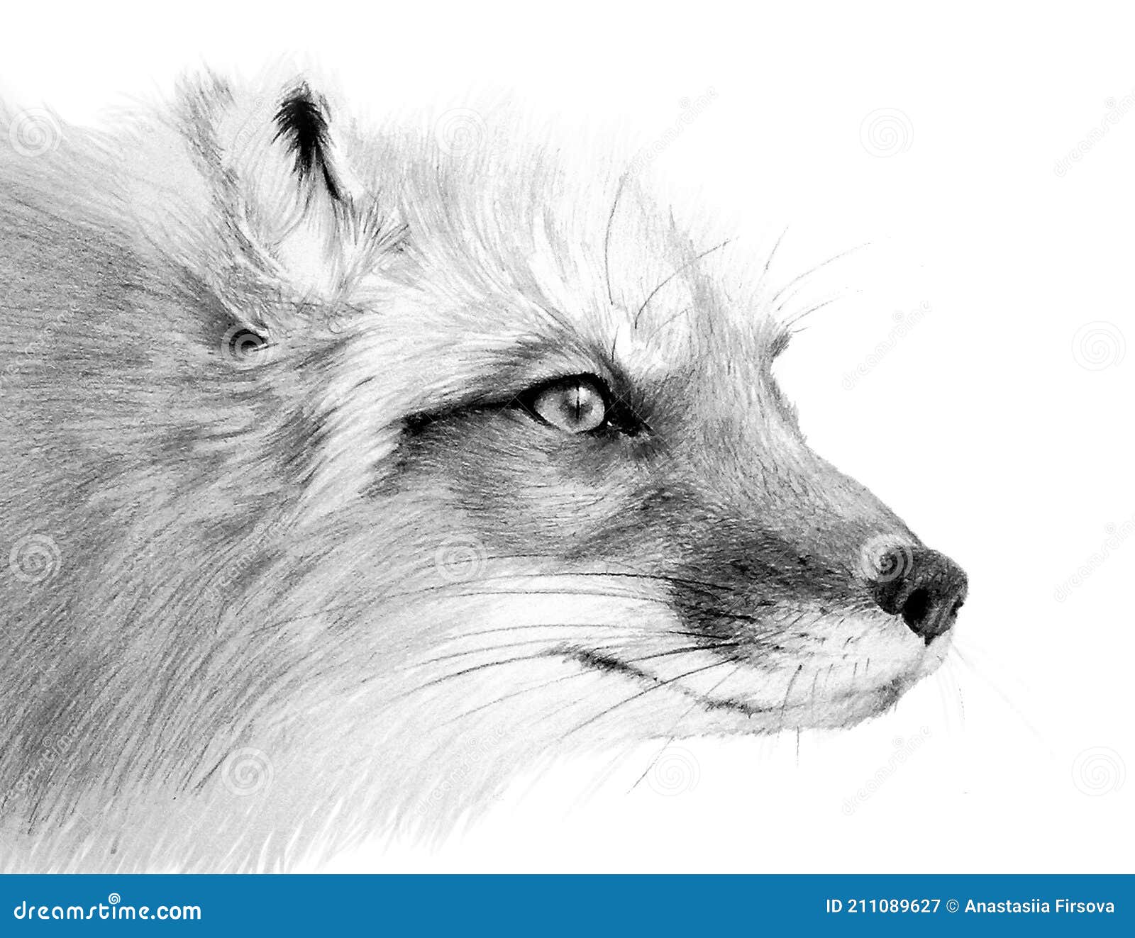 Drawing Portrait of a Fox. Wild Foxy on White Background. Detailed Animal  Drawing Stock Illustration - Illustration of artist, graphic: 211089627