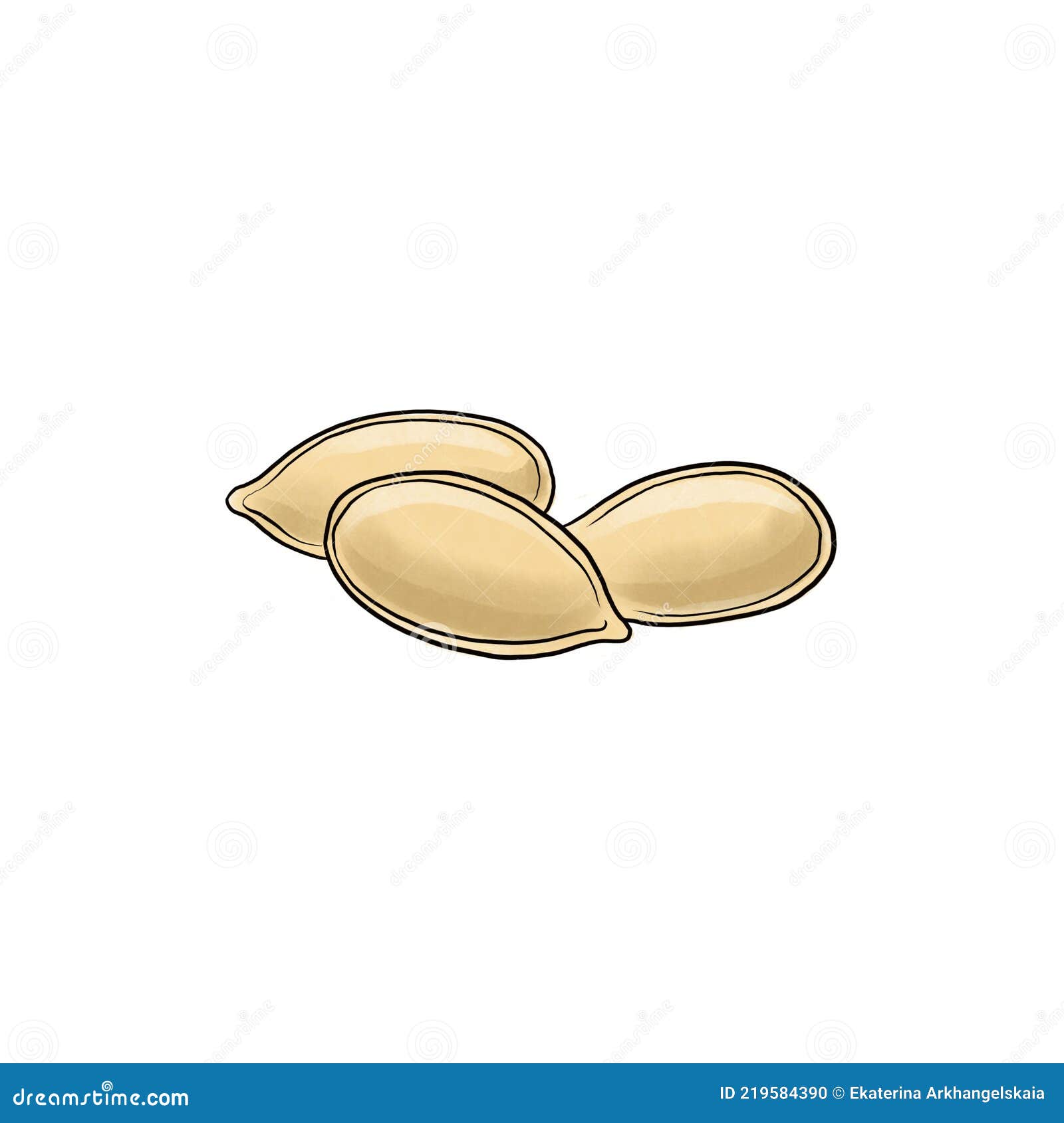 Drawing pumpkin seeds stock illustration. Illustration of seeds - 219584390