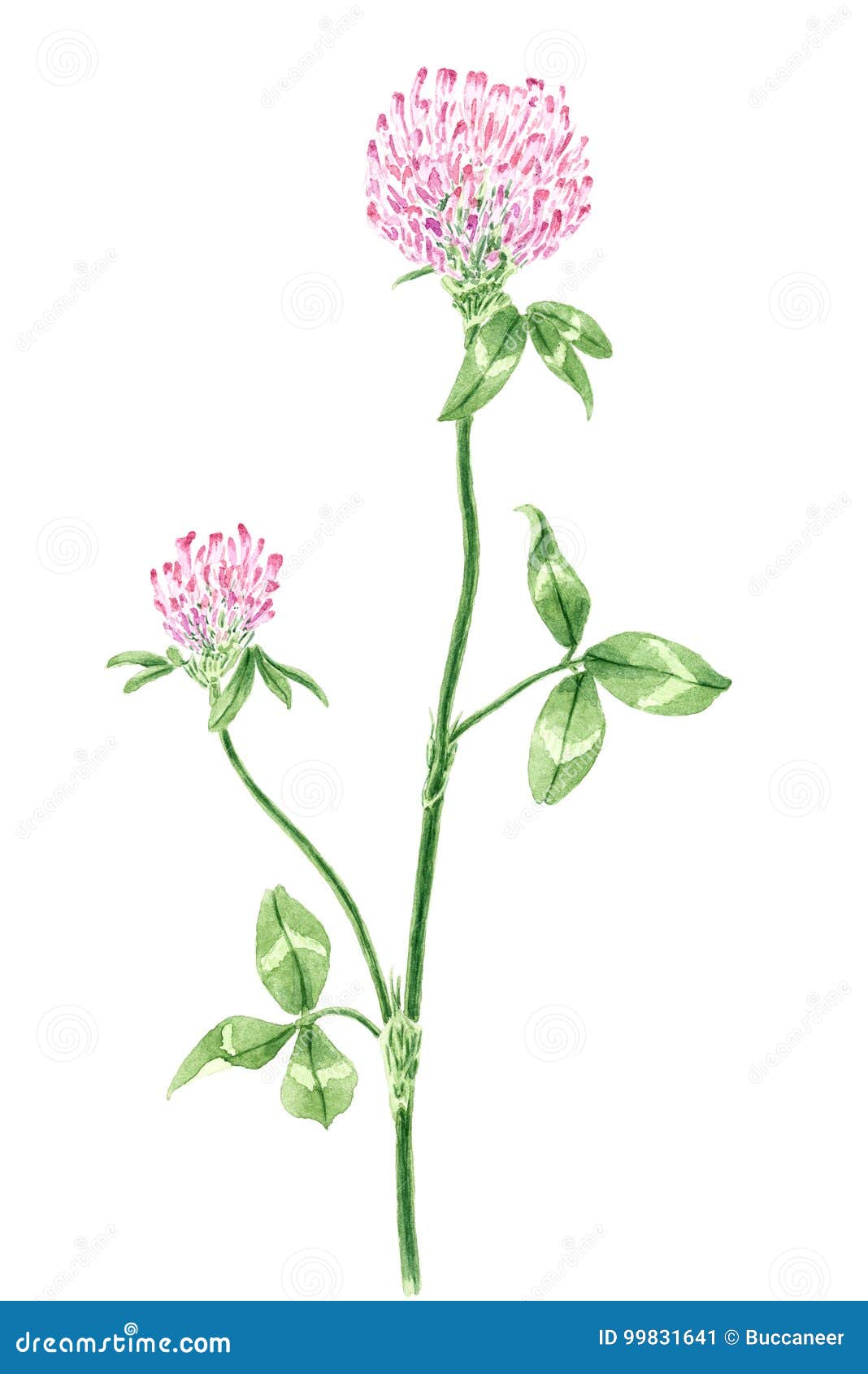 drawing of a red clover trifolium pratense twig