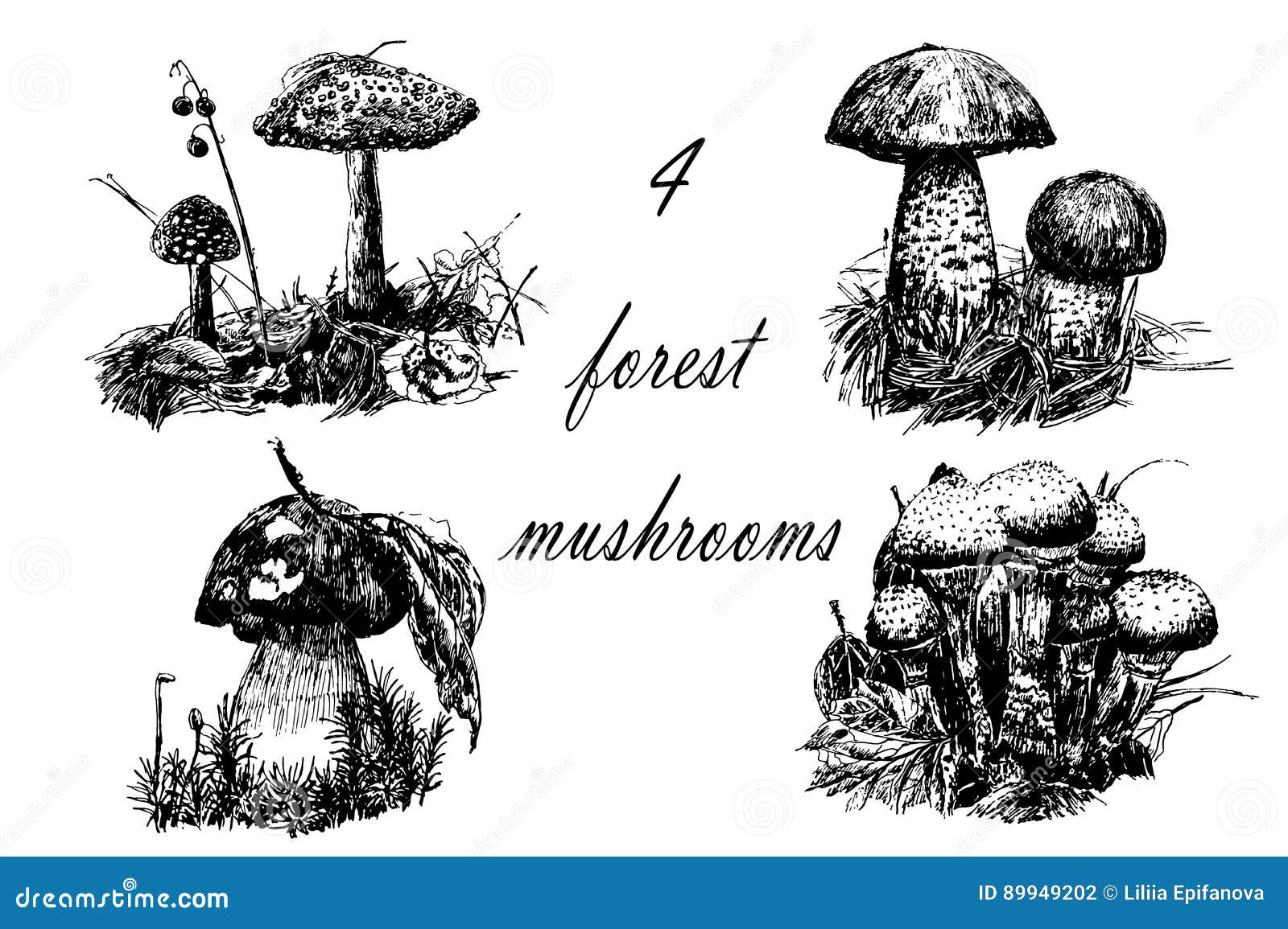Drawing Set of 4 Forest Mushrooms, Sketch Graphics Hand Drawn