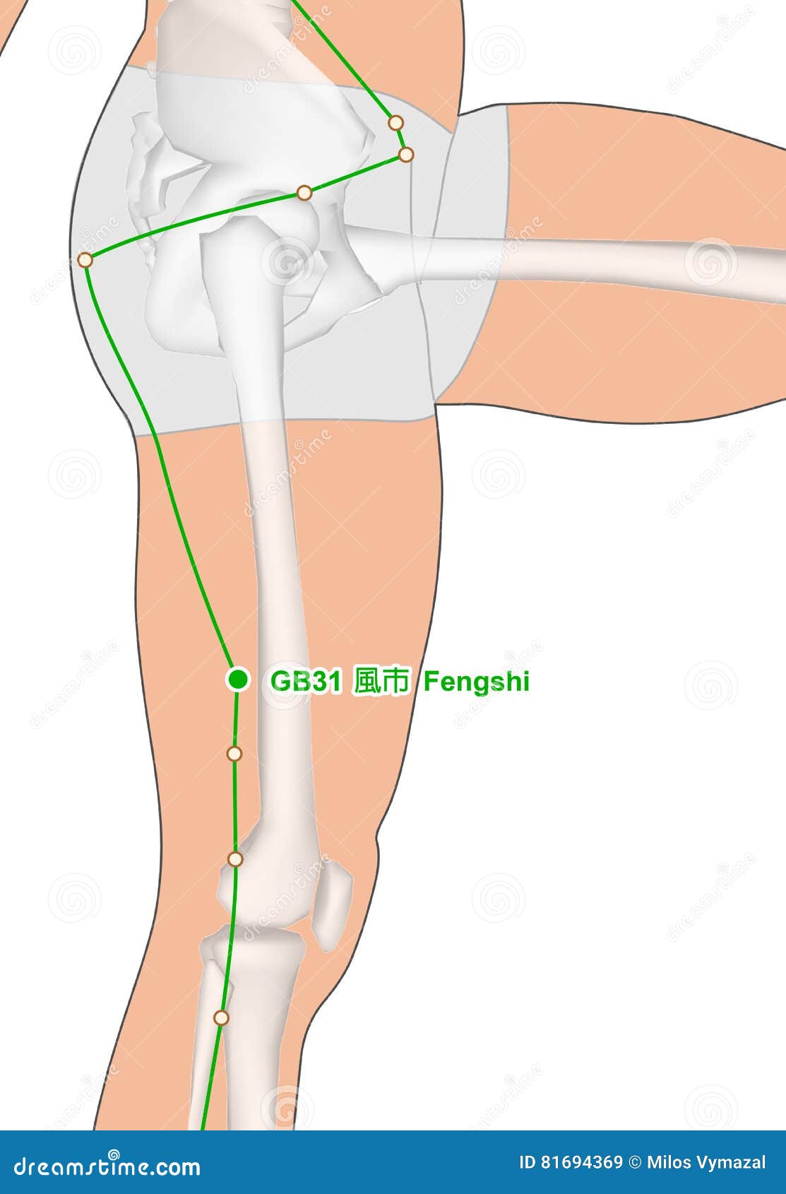Drawing with Skeleton, Acupuncture Point GB31 Fengshi, Gall Bladder  Meridian, 3D Illustration Stock Illustration - Illustration of medicine,  skeleton: 81694369
