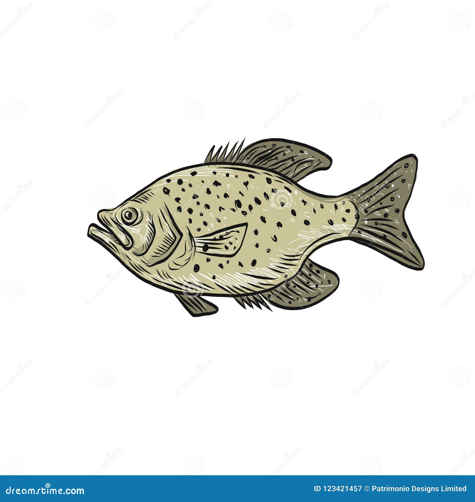 https://thumbs.dreamstime.com/z/drawing-sketch-style-illustration-crappie-fish-papermouths-strawberry-bass-speckled-bass-specks-speckled-perch-crappie-bass-123421457.jpg
