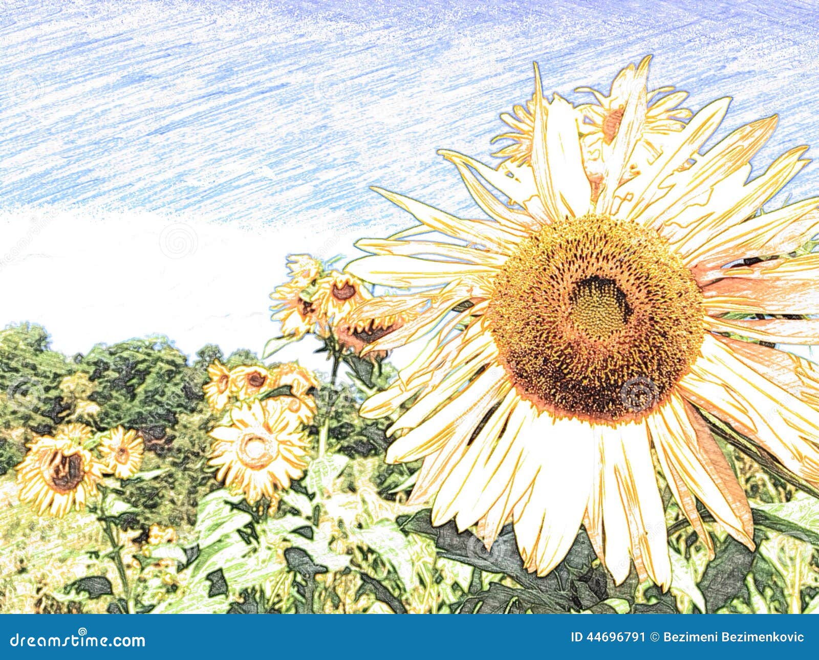 Serbian Artists  Digital Art On Canvas  Sunflower Field  Globalchocostore
