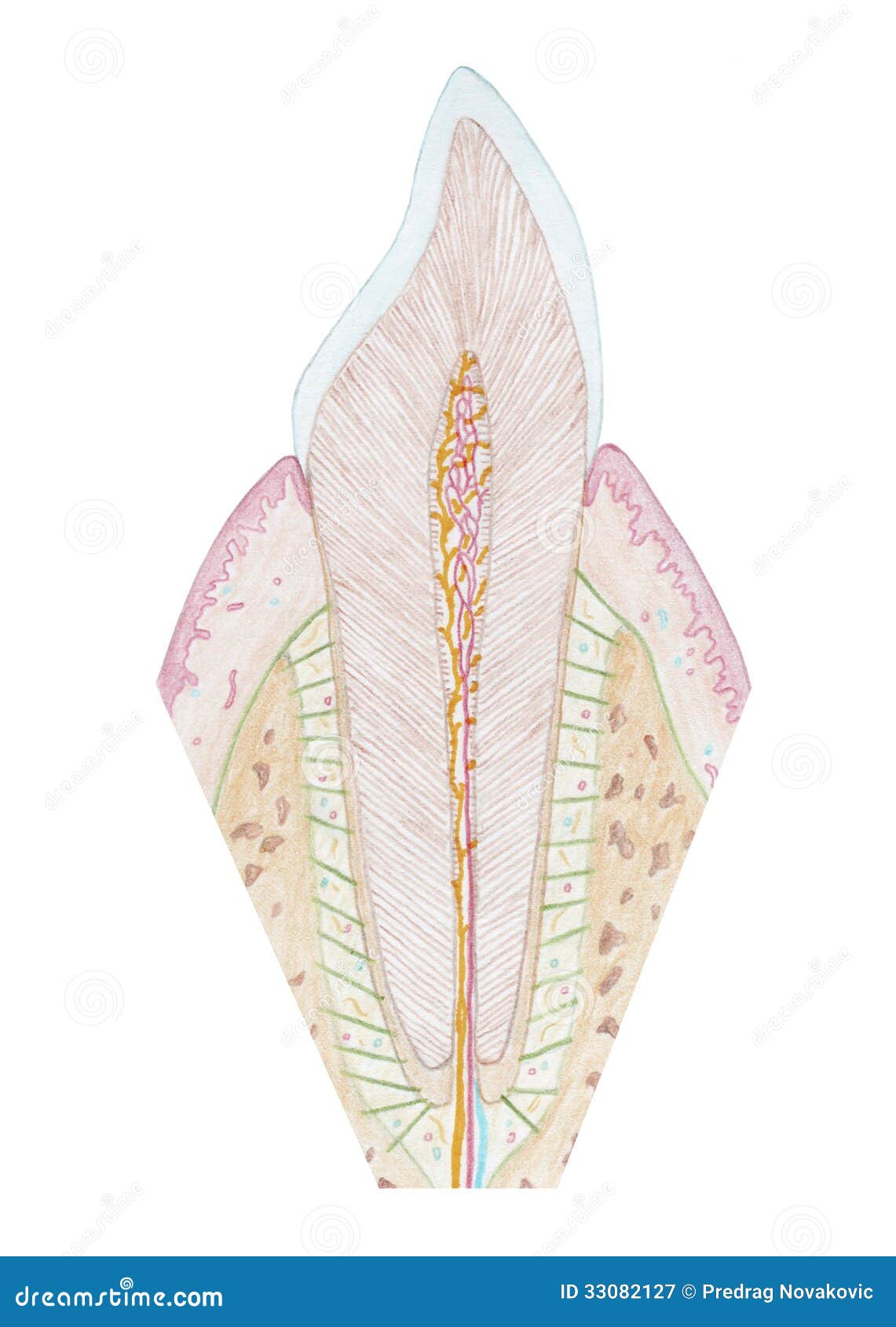 Drawing teeth stock illustration. Image of medical, medicine - 33082127