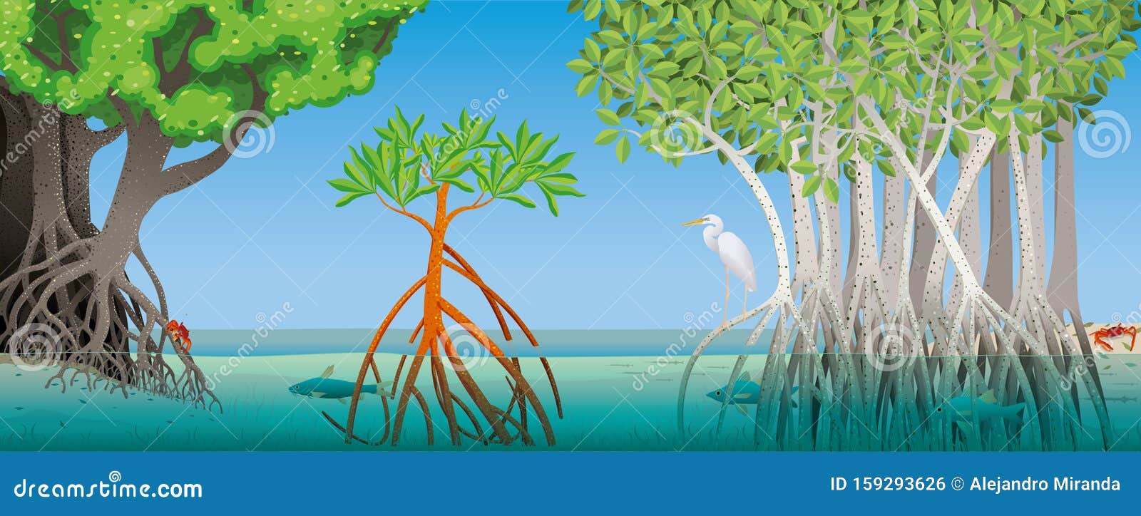 drawing of three different types of mangrove with underwater roots with fish, crabs and a white heron in the scene.  image