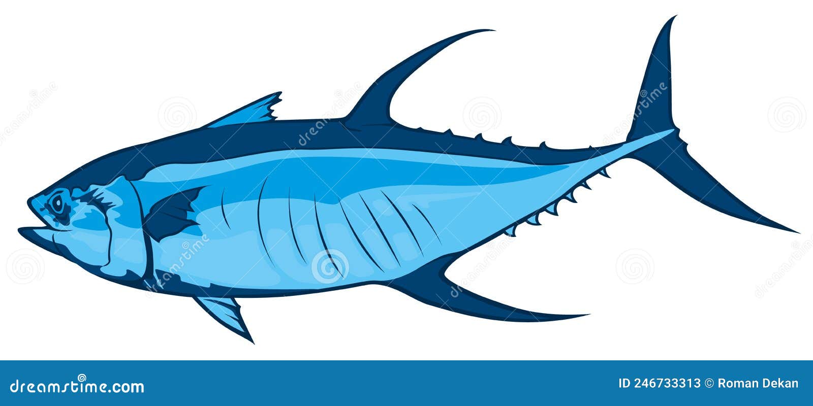 Drawing of Tuna Fish in Blue Tones Stock Vector Illustration of marine, isolated 246733313