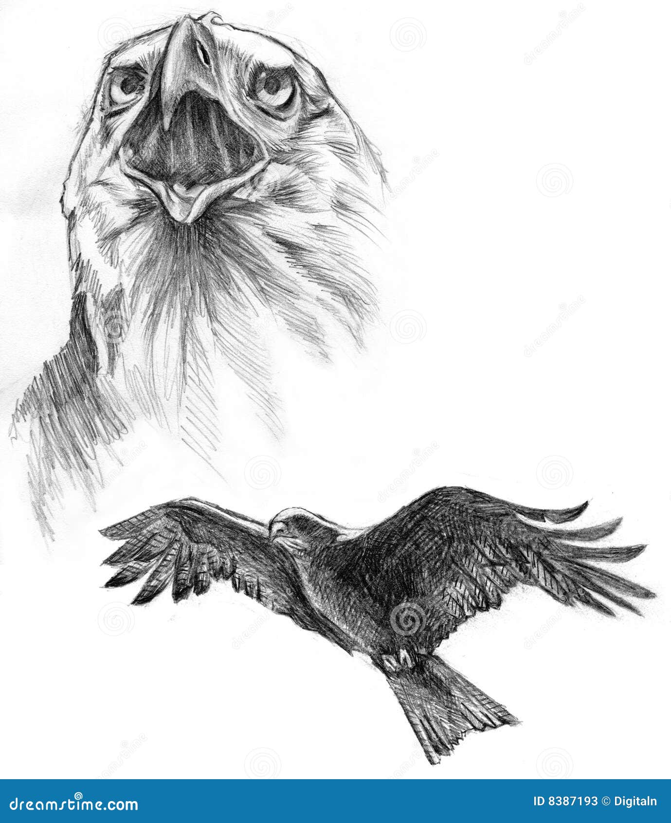 Baldeaglepencildrawingsketch  free image from needpixcom