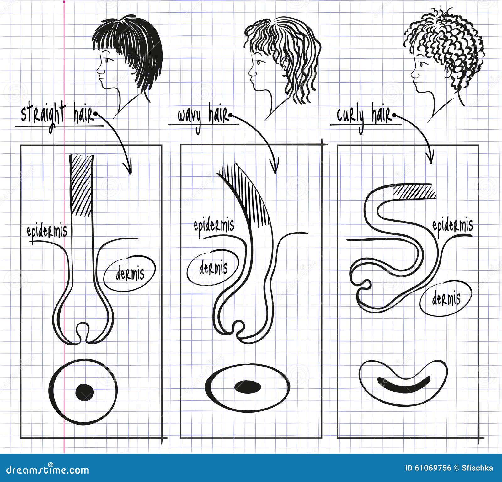 How to Draw Hair and the Human Face Drawing Tutorials  Drawing  How to  Draw Peoples Straight or Curly Hair Drawing Lessons Step by Step  Techniques for Cartoons  Illustrations