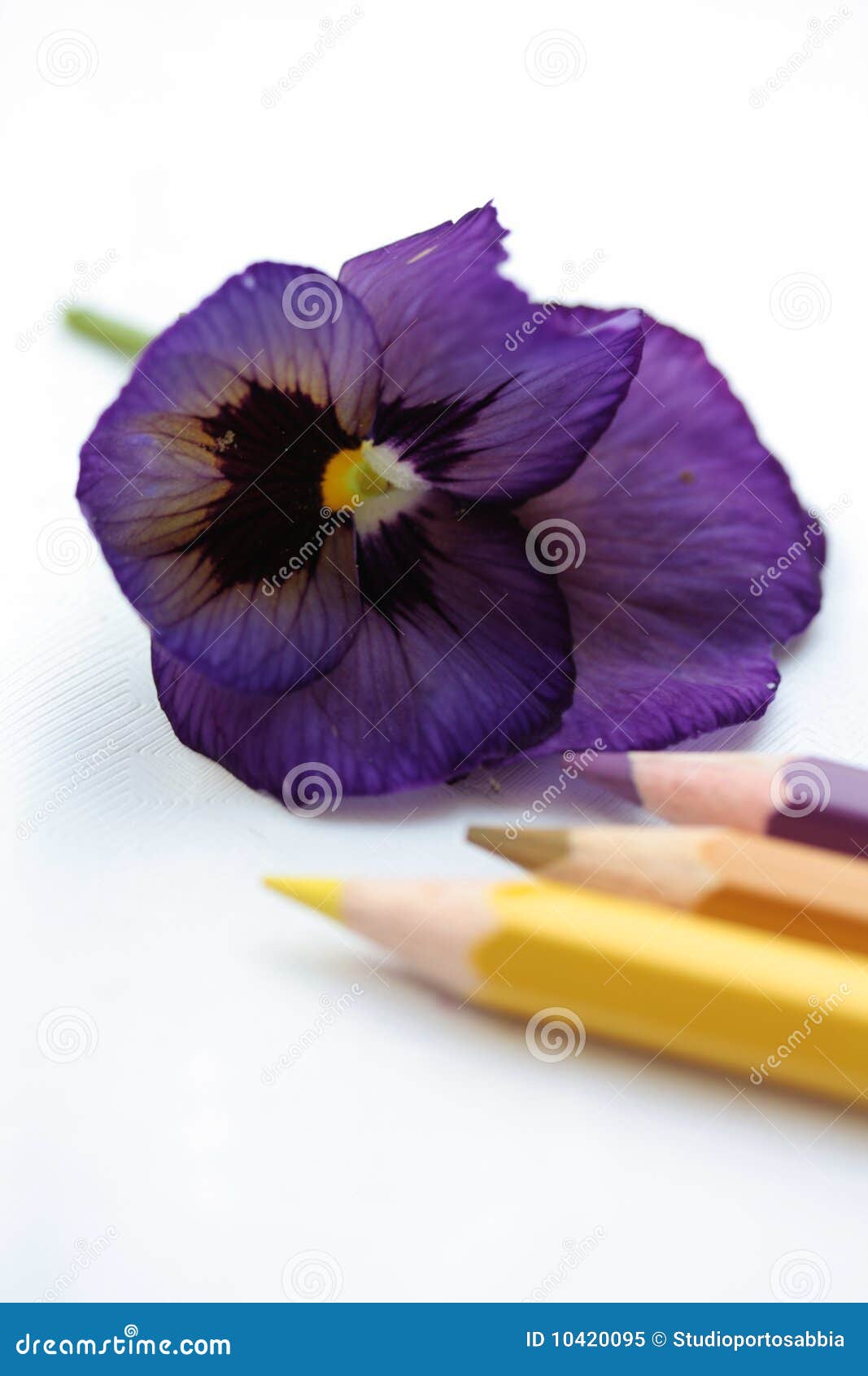 Drawing a viola stock image. Image of close, detail, floral - 10420095