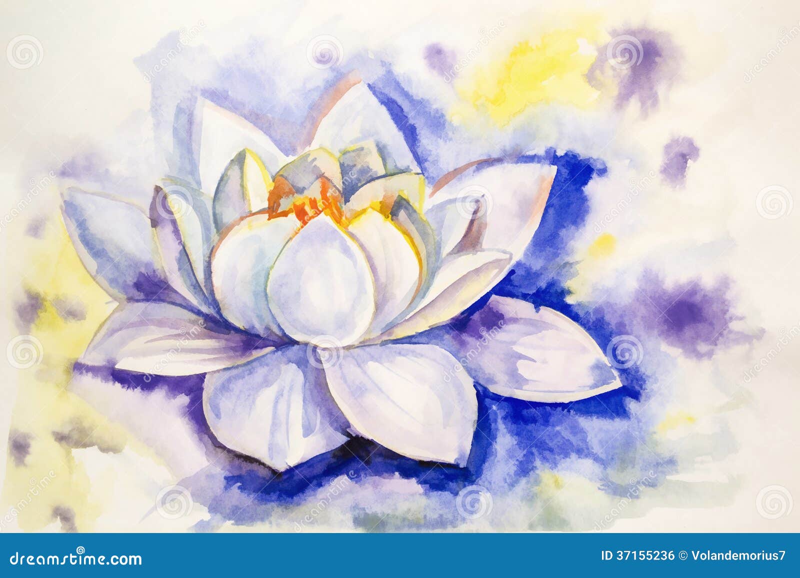 Drawing Water Lily White Paint Royalty Free Stock Image 