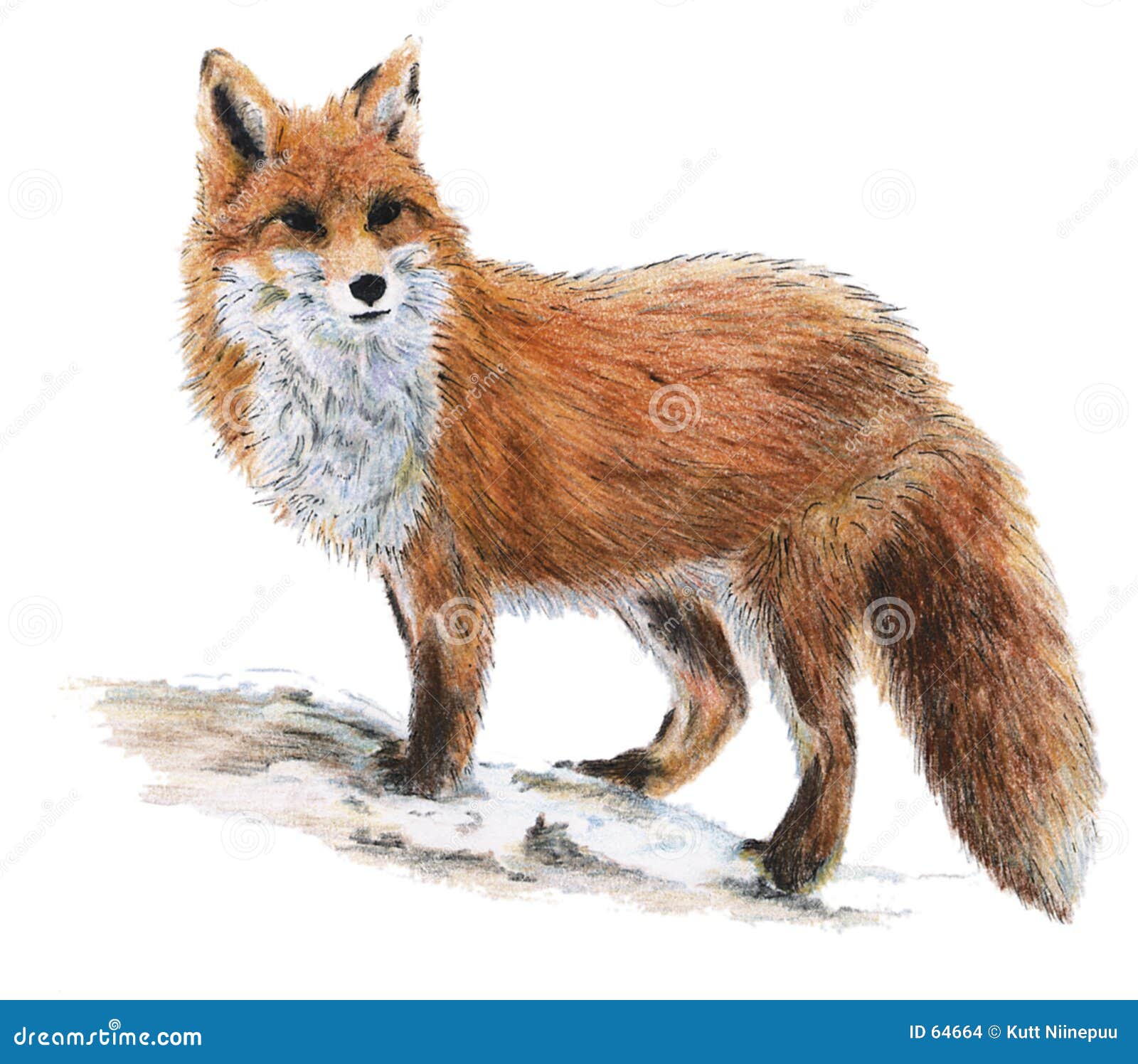 drawn fox