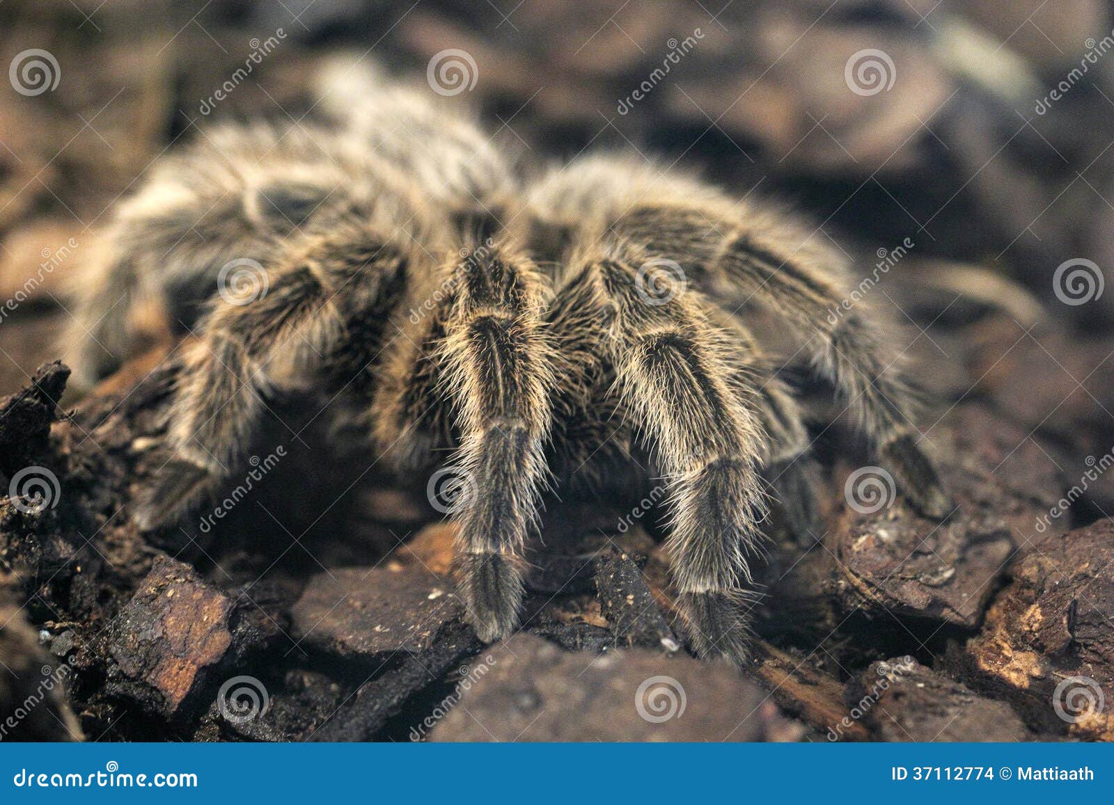 Dreadful giant tarantula stock photo. Image of insect - 37112774