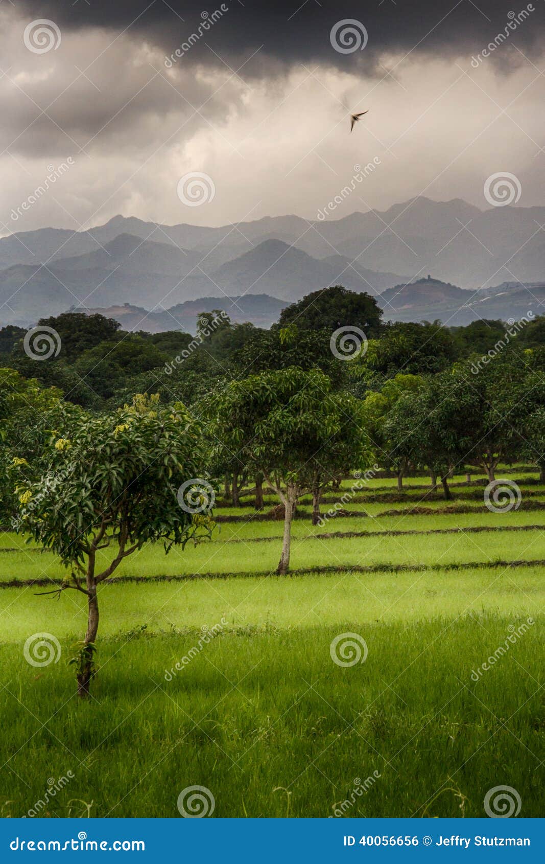 Dream farm stock photo. Image of planted, mountains, farm 40056656