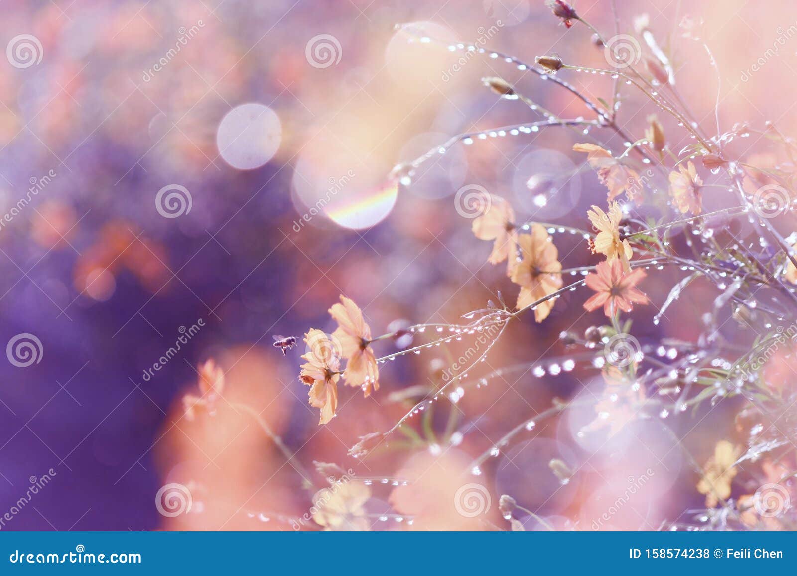 Dream Flower after Watering Stock Photo Image of design, backlight