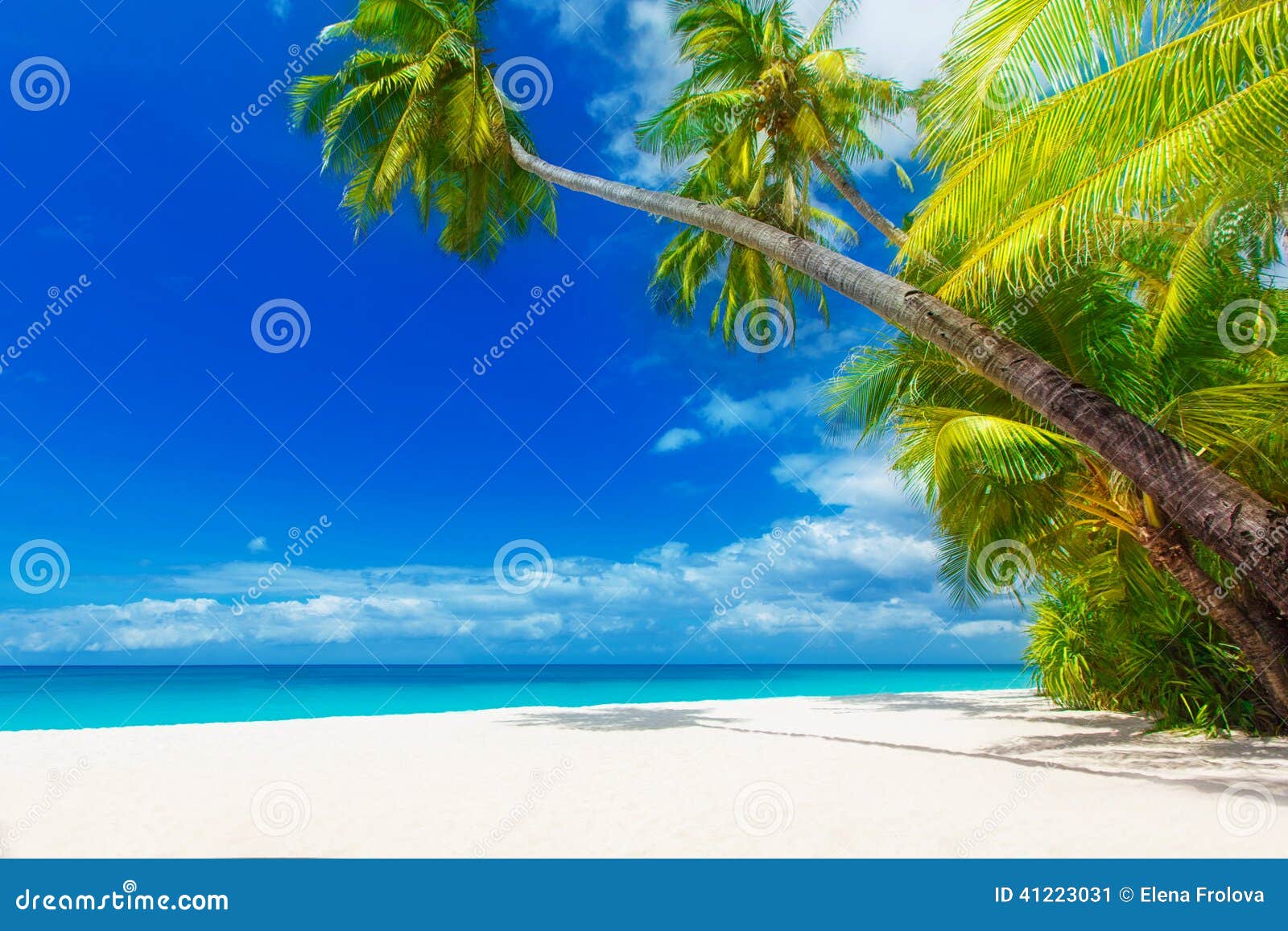 Dream Scene. Beautiful Palm Tree Over White Sand Beach. Summer N Stock ...