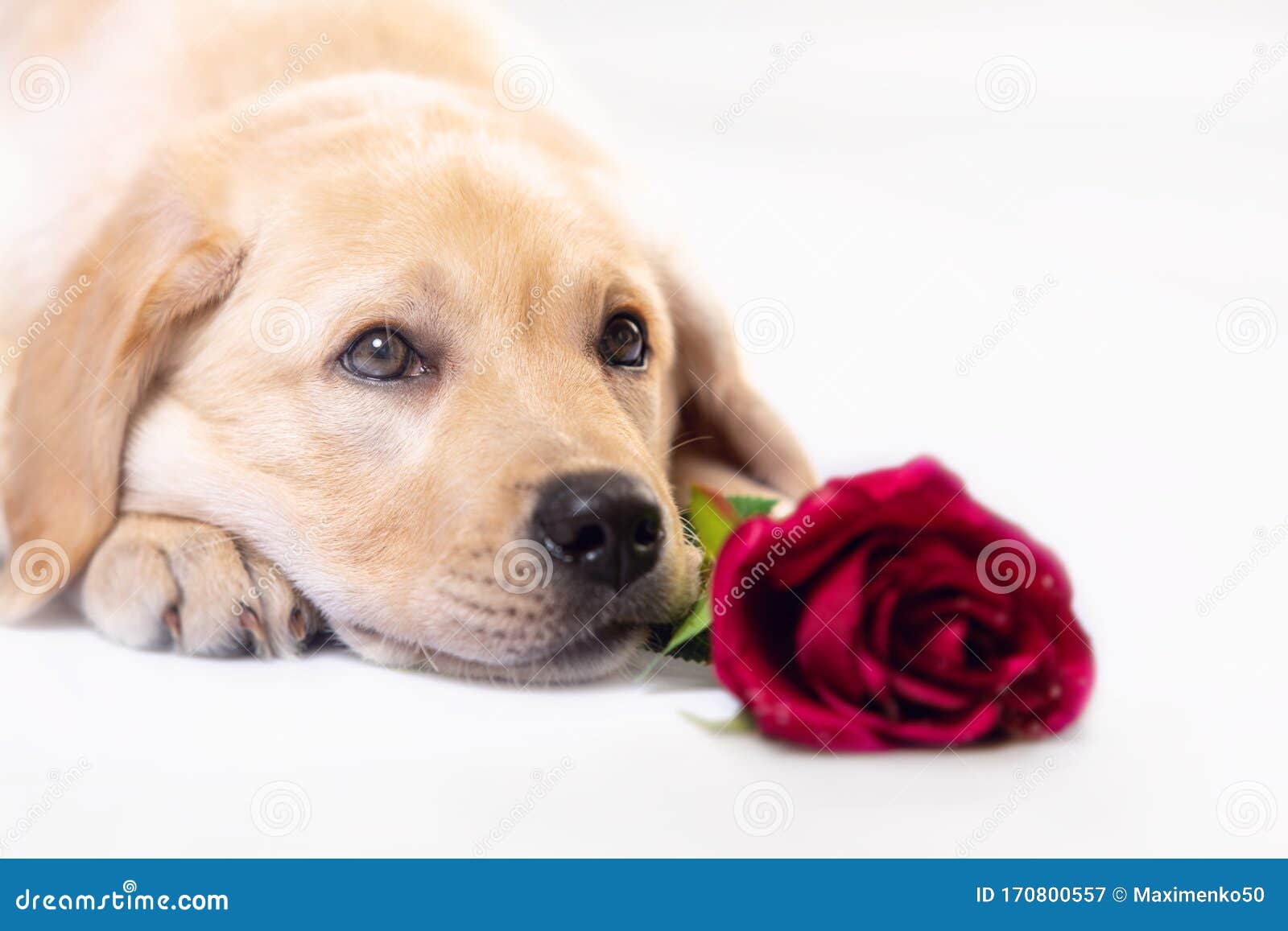 Dreaming Dog in Love with You, with Red Rose in Mouth Stock Image ...