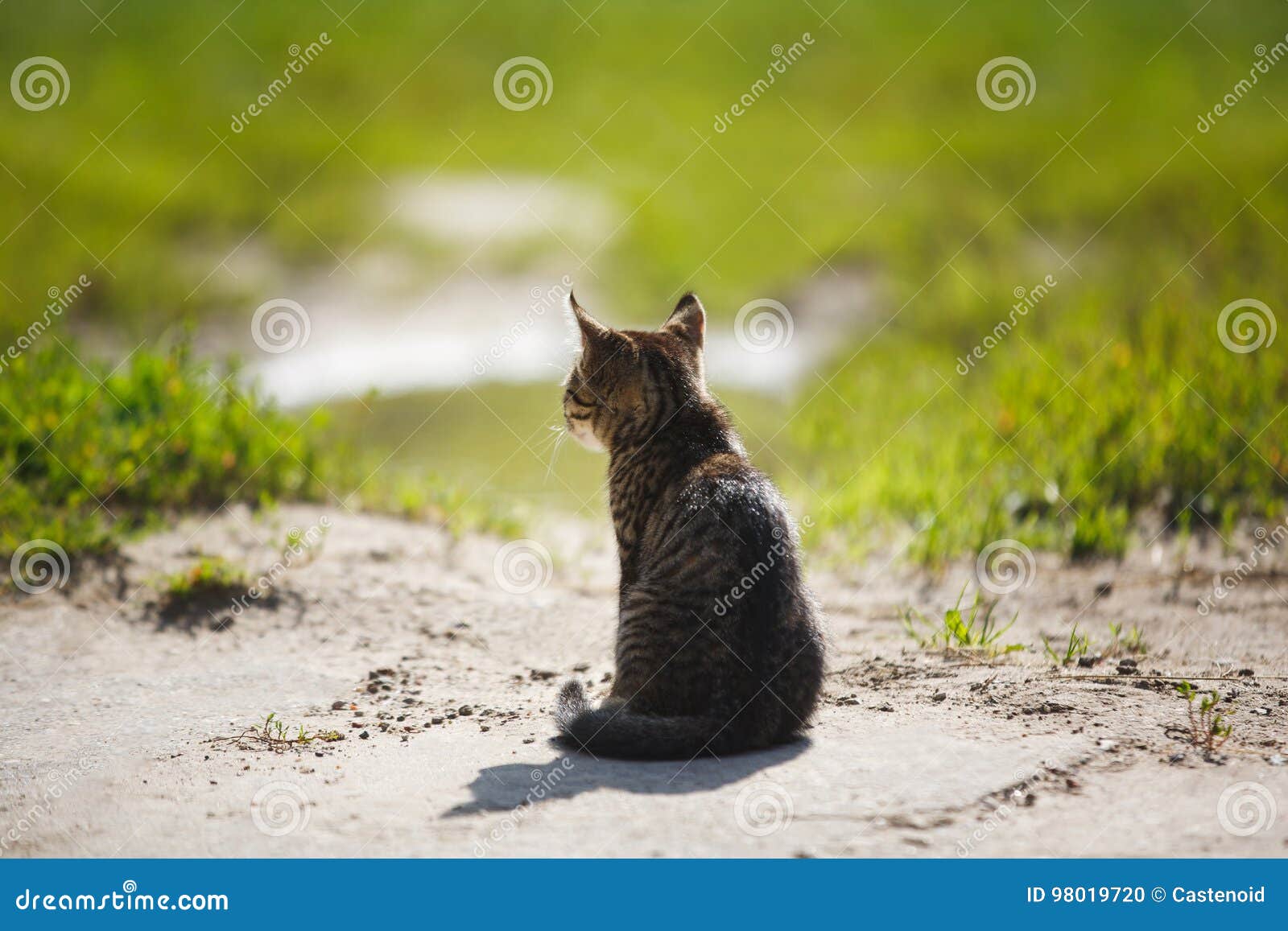Dreaming lonely cat stock photo. Image of season, nature 98019720
