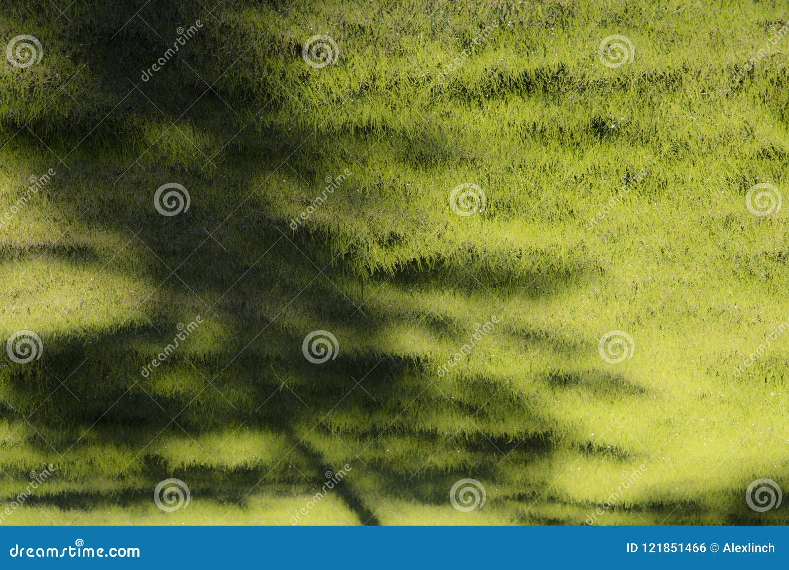 Dreamlike Young Tree Shadow on a Green Grass in the Morning Dew Stock