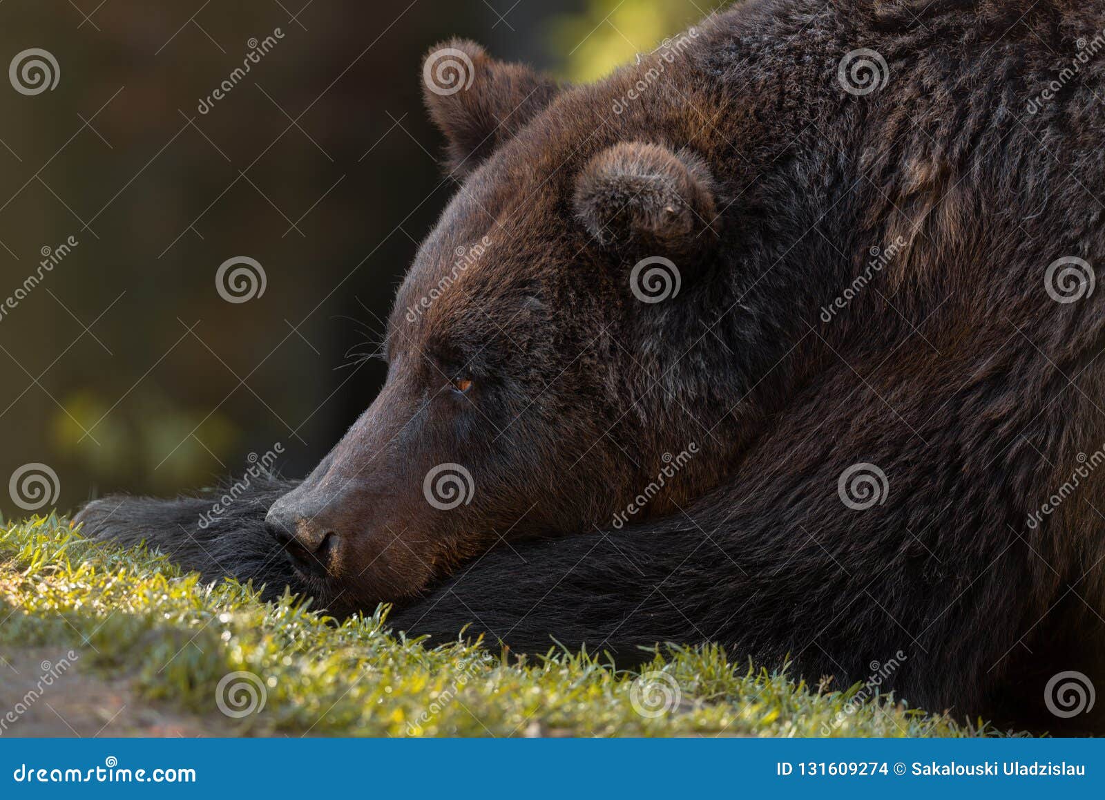 dreams: artistic picture of big european brown bear close-up. photo of great bear ursidae, ursus arctos with expressive sad ey