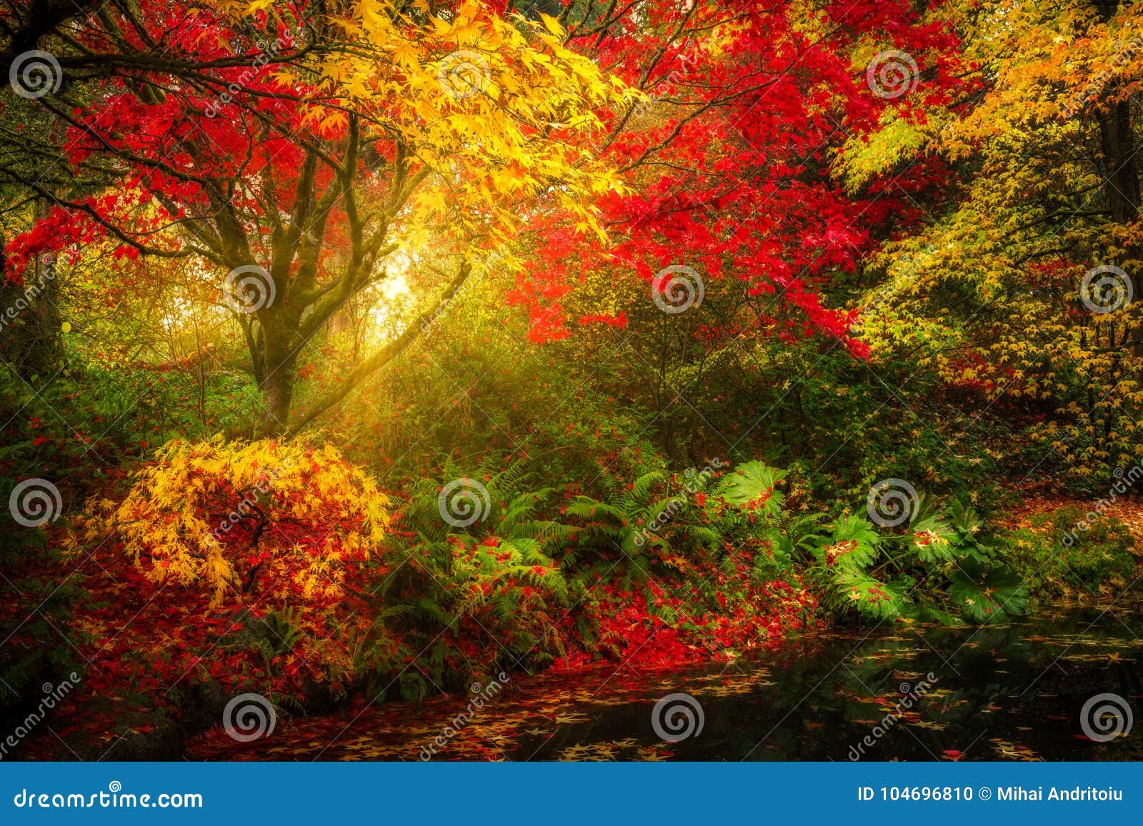 dreamy fall foliage landscape in seattle