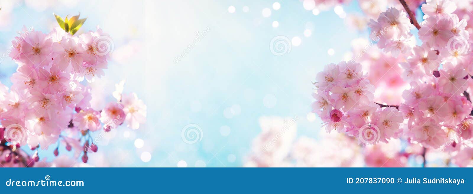 dreamy pink cherry blossoming branches against blue sky in sunlight. nature spring background from pink sakura flowers with bokeh