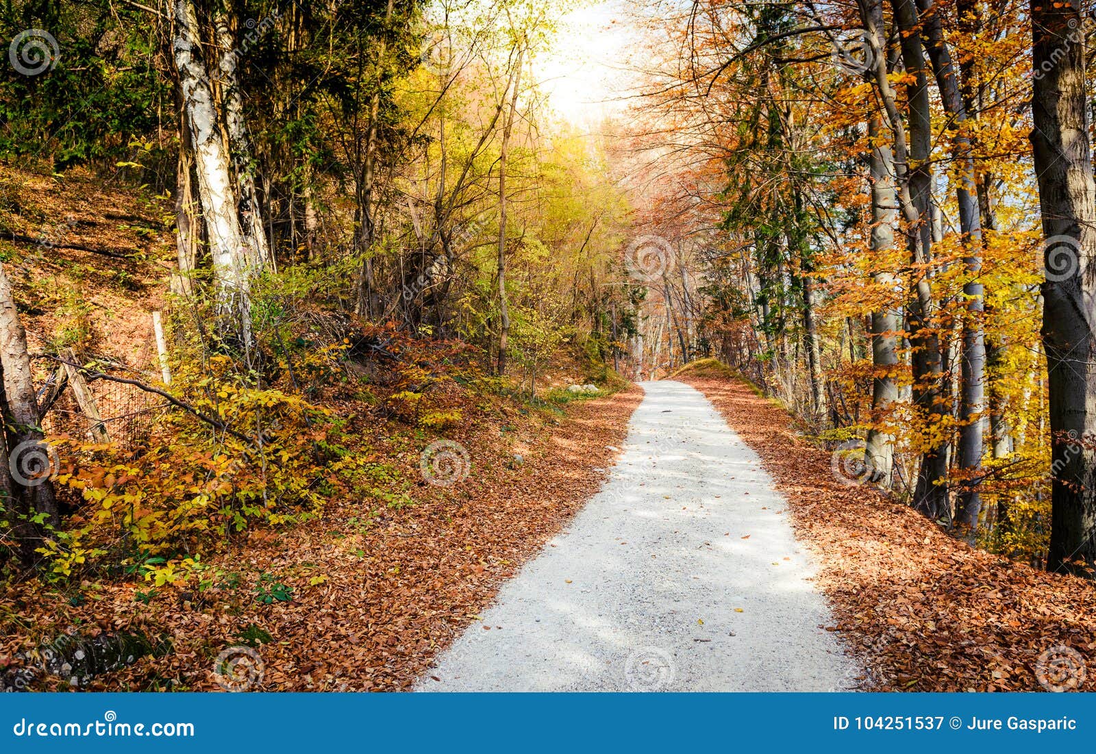 Dreamy Scenic Landscape of Forest Road Across Autumn Orange Wood Stock ...