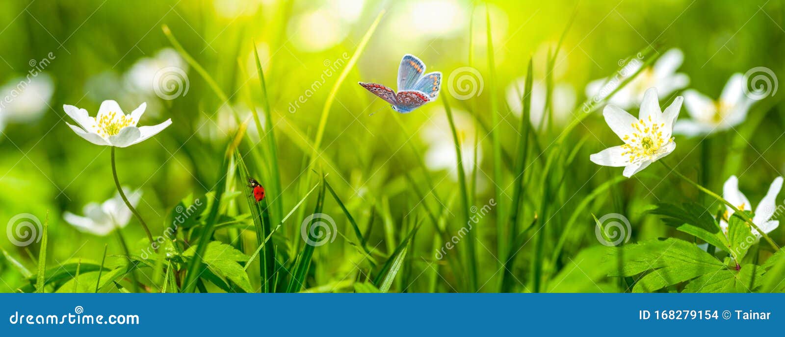 dreamy white spring anemone flower bloom, grass, ladybug, butterfly close-up against sunlight panorama. spring floral image.