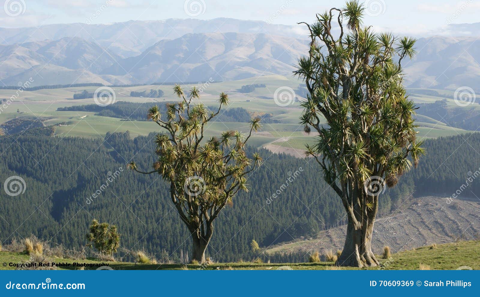 Drei Kohlbäume. Ein Foto, welches die Schönheit des Neuseeland-Kohlbaums zeigt