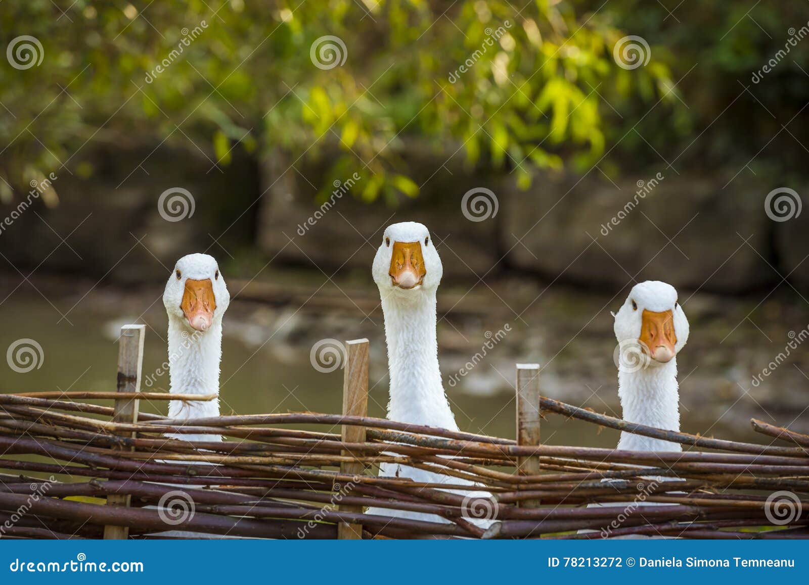 Drei Lustige Weisse Ganse Stockfoto Bild Von Drei Ganse