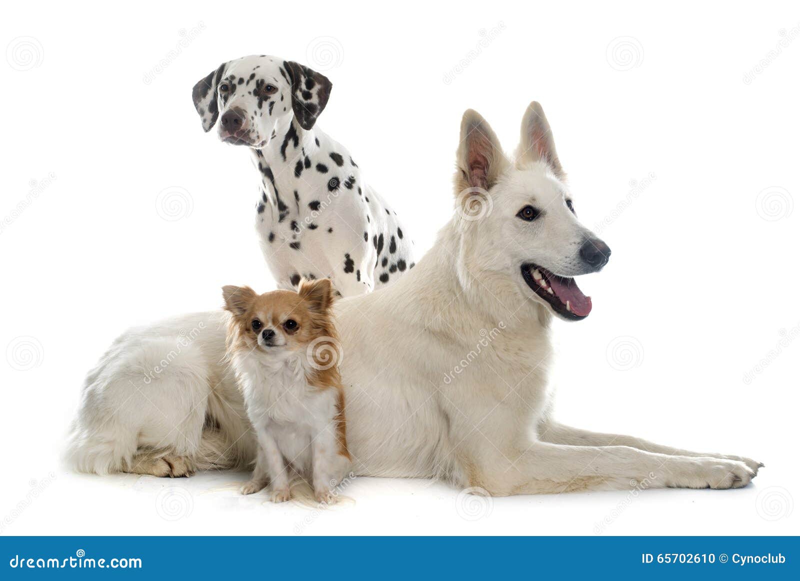 Drei schöne Hunde stockfoto. Bild von tier, haustier 65702610
