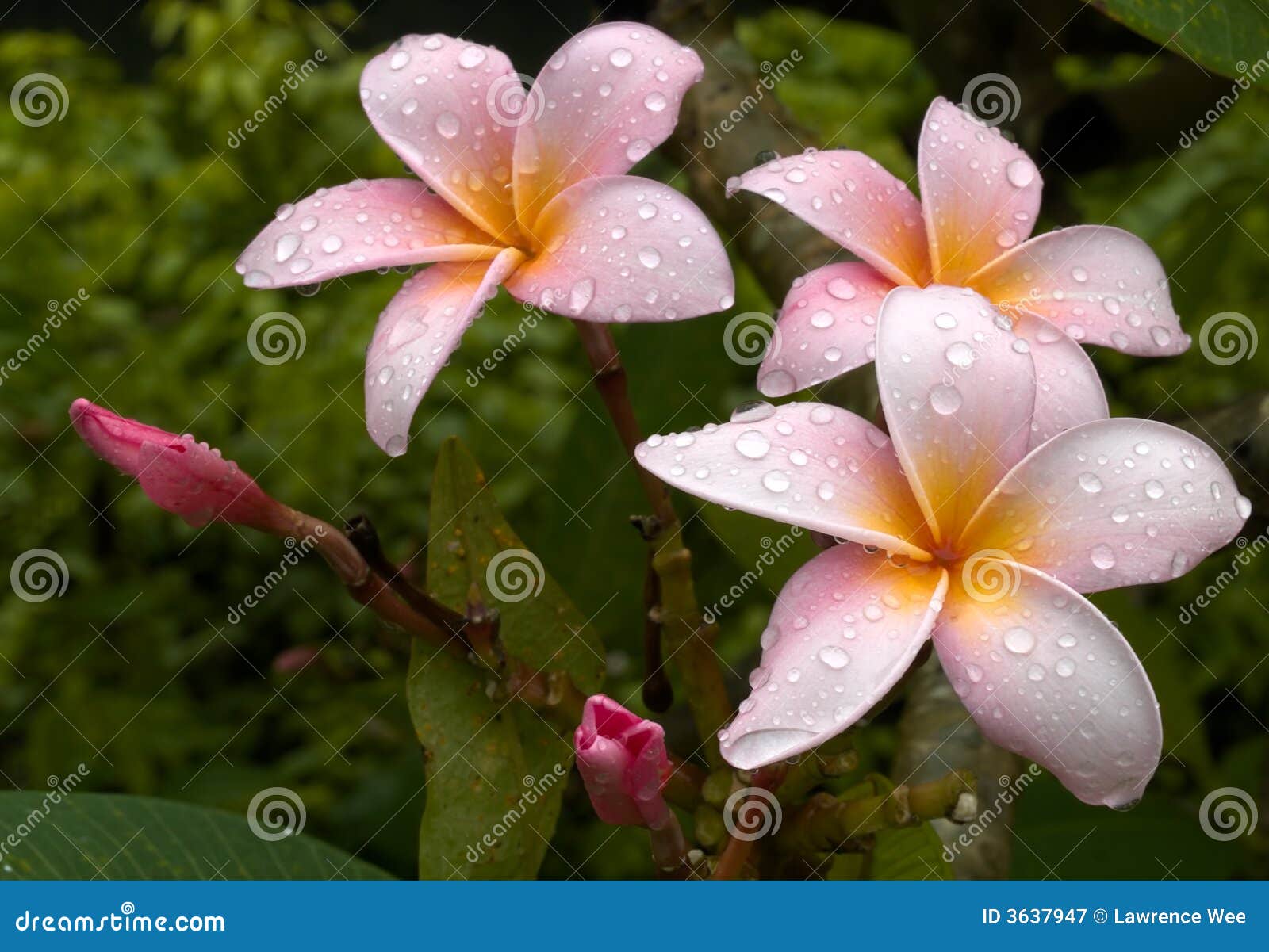 drenched plumeria