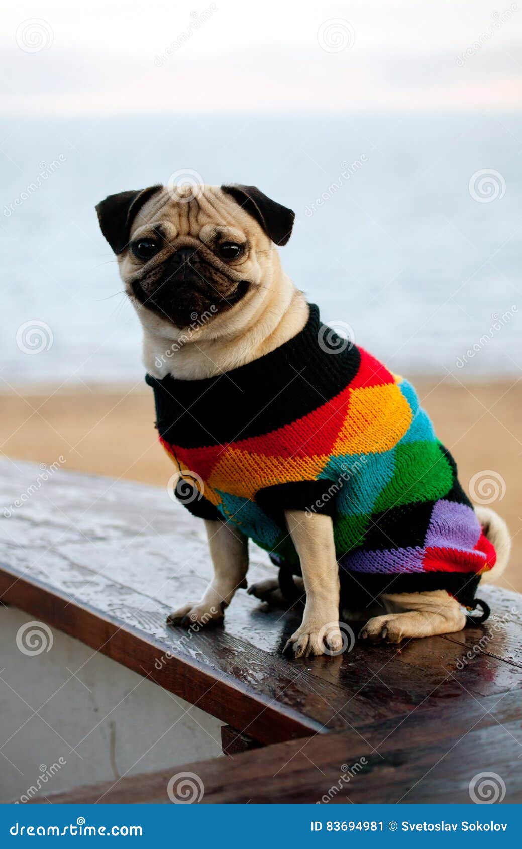 dressed pug