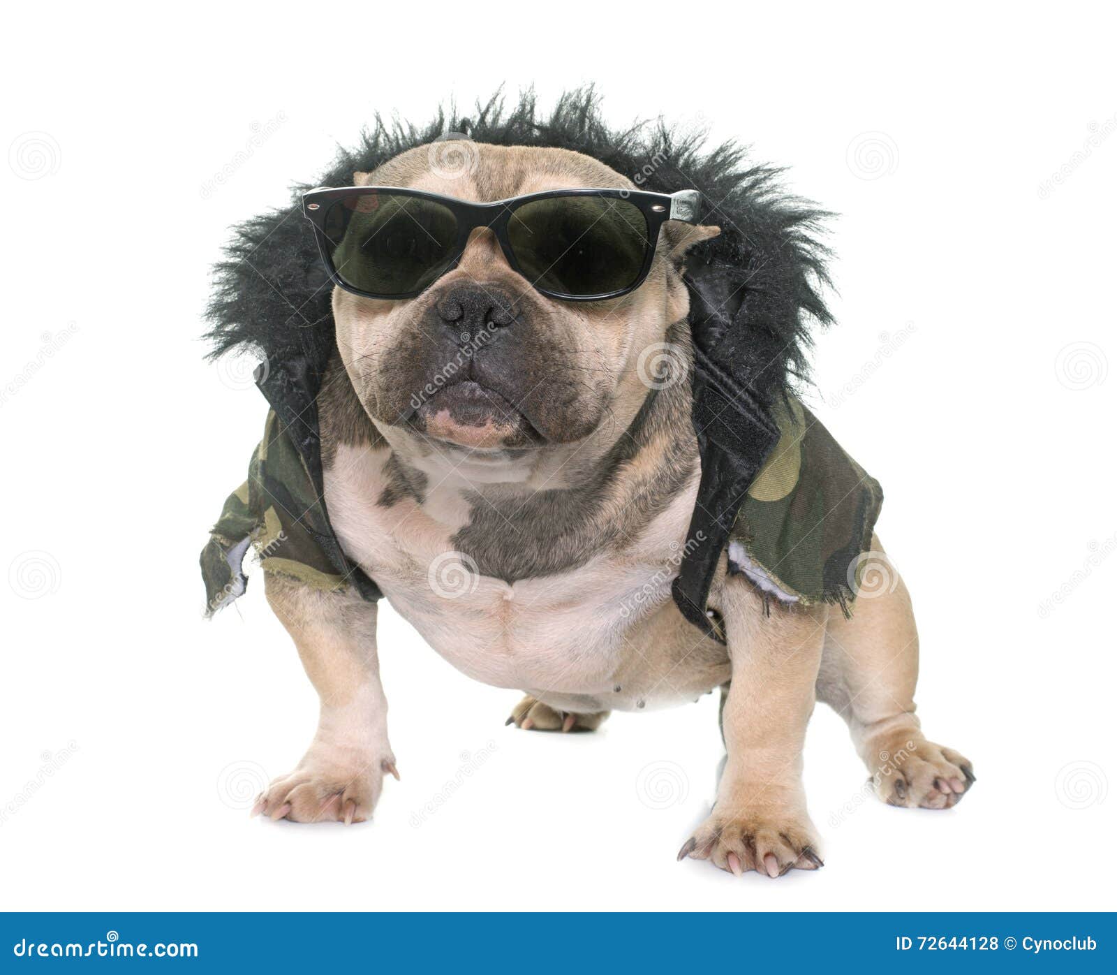 bully dog clothes