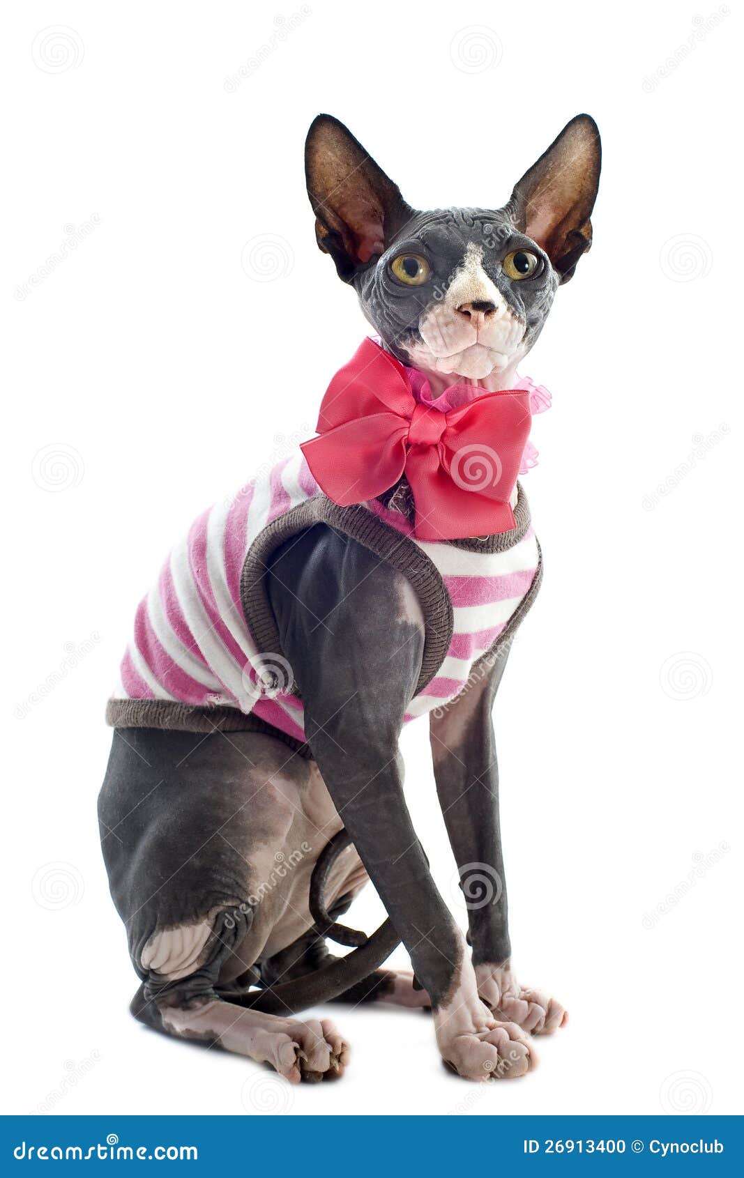 Dressed Sphynx Hairless Cat RoyaltyFree Stock Photography