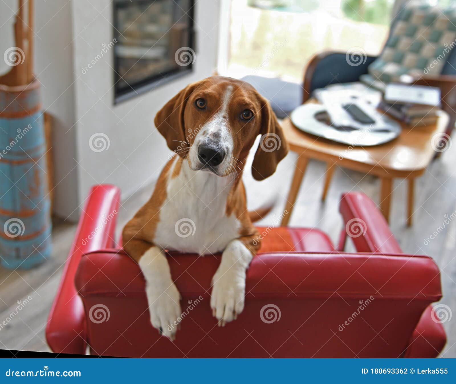 Drever Breed Of Dog Short Legged Scenthound From Sweden Used For Hunting Deer And Other Game Dog Is Standing On Red Armchair Stock Photo Image Of Northern Long 180693362