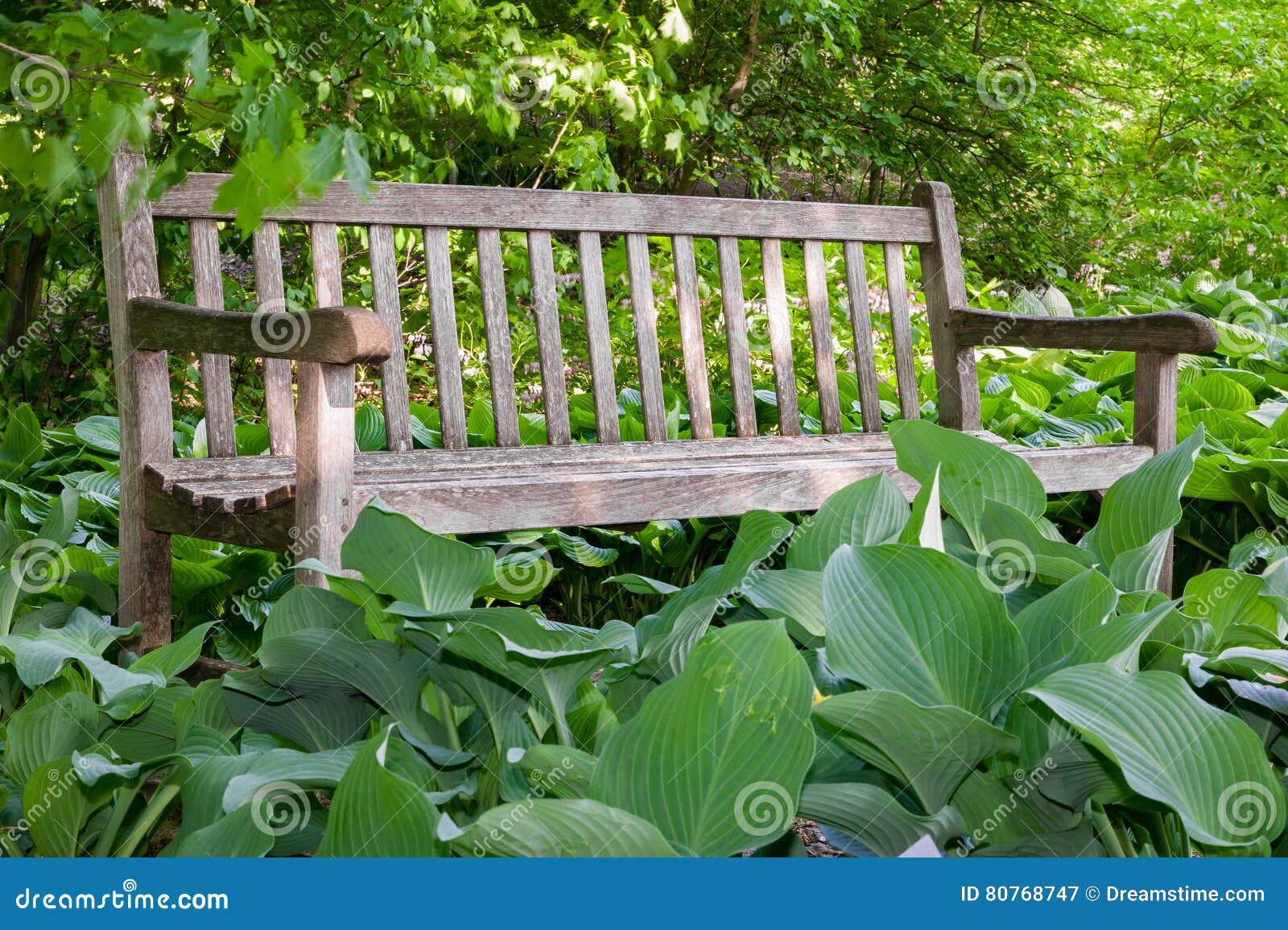 Drewniana ławka Otaczająca Hostas. Drewniana ławka Otaczająca ogródem Hostas