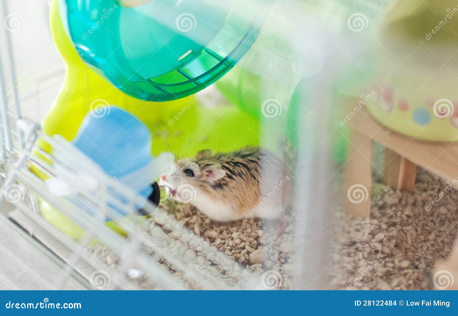 röret hamster