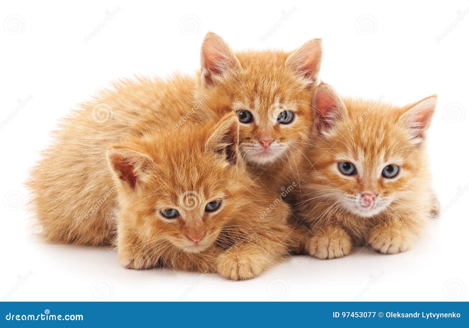 is meer dan Weg regiment Drie kleine katjes stock afbeelding. Image of rasecht - 97453077